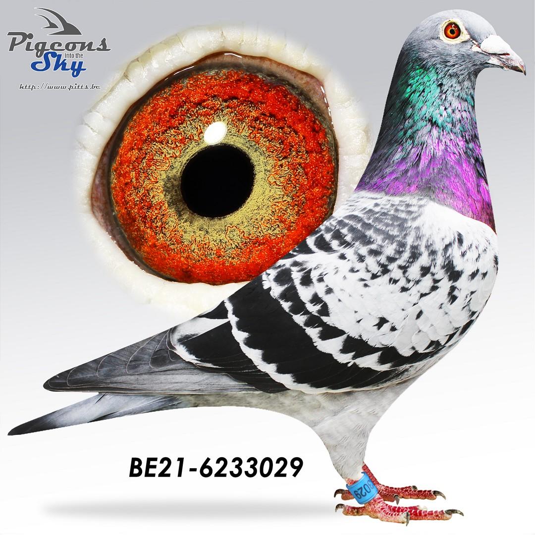 Zoon Superbreeder x Mother Victory 