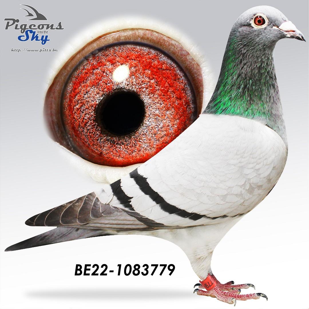 Broer 1° Nat Brive x Zus Romelu 