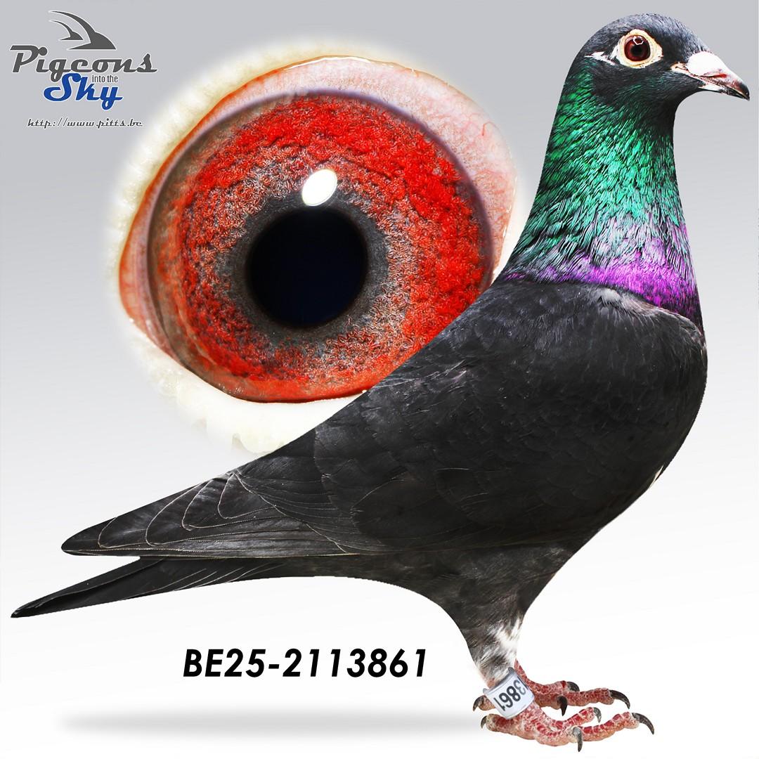 Big Black x Lady Black