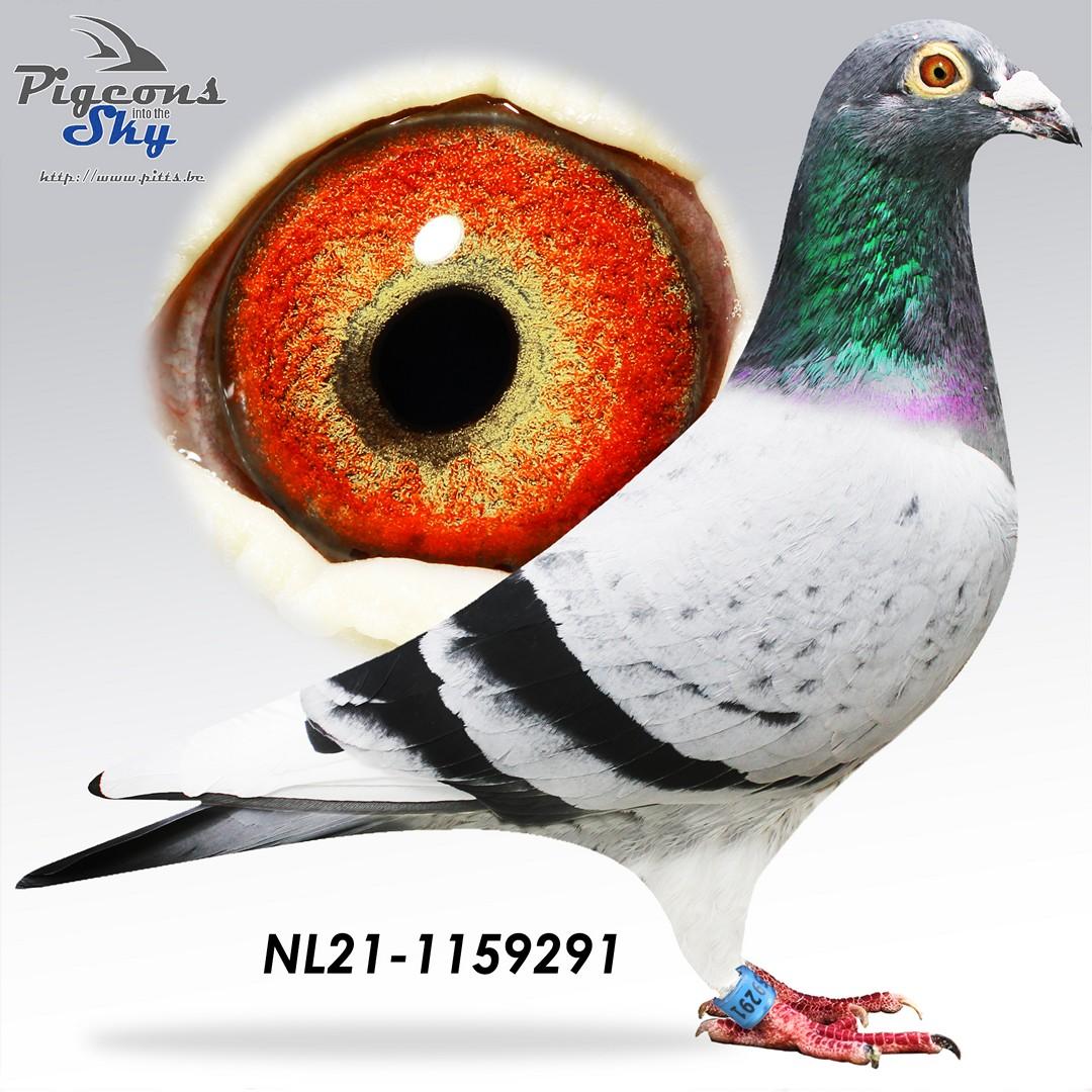 Bonte Filipijn x Dochter Super 24 