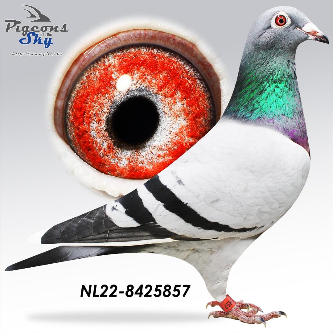 Kweker 61 x Bontje Peiren 