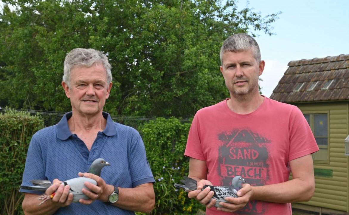 7- Cosijns Andy en Robrecht (Pollare) schenkt een jonge duif 2026 op afspraak(kwekers 3 °ronde) 