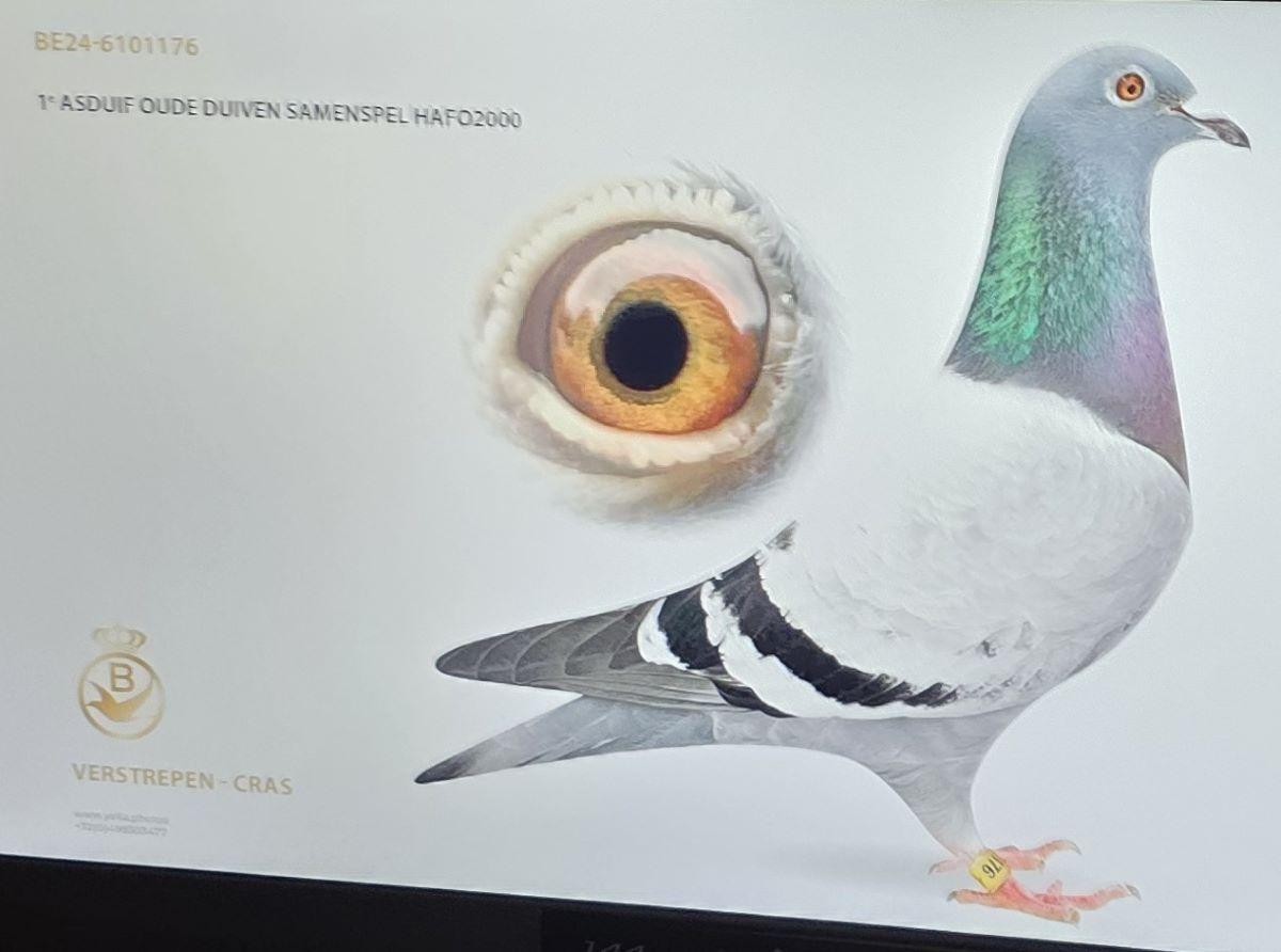 PITTS-VerstrepenCras-PITTS-BE24-6101176 -Foto-PITTS