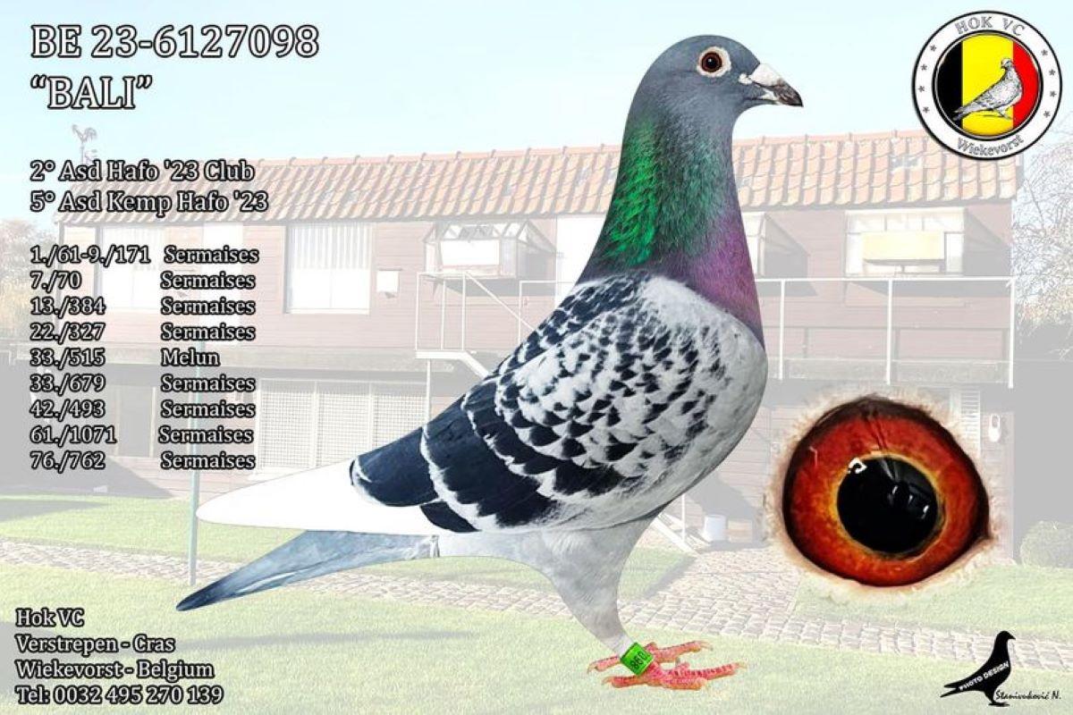 PITTS-Hok VC-PITTS-BE23-6127098 'Bali' -Foto-1