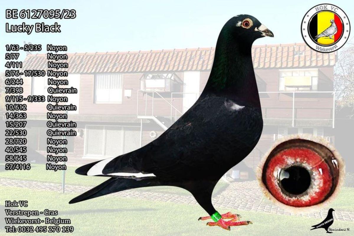 PITTS-Hok VC-PITTS-BE23-6127095 'Lucky Black' -Foto-1