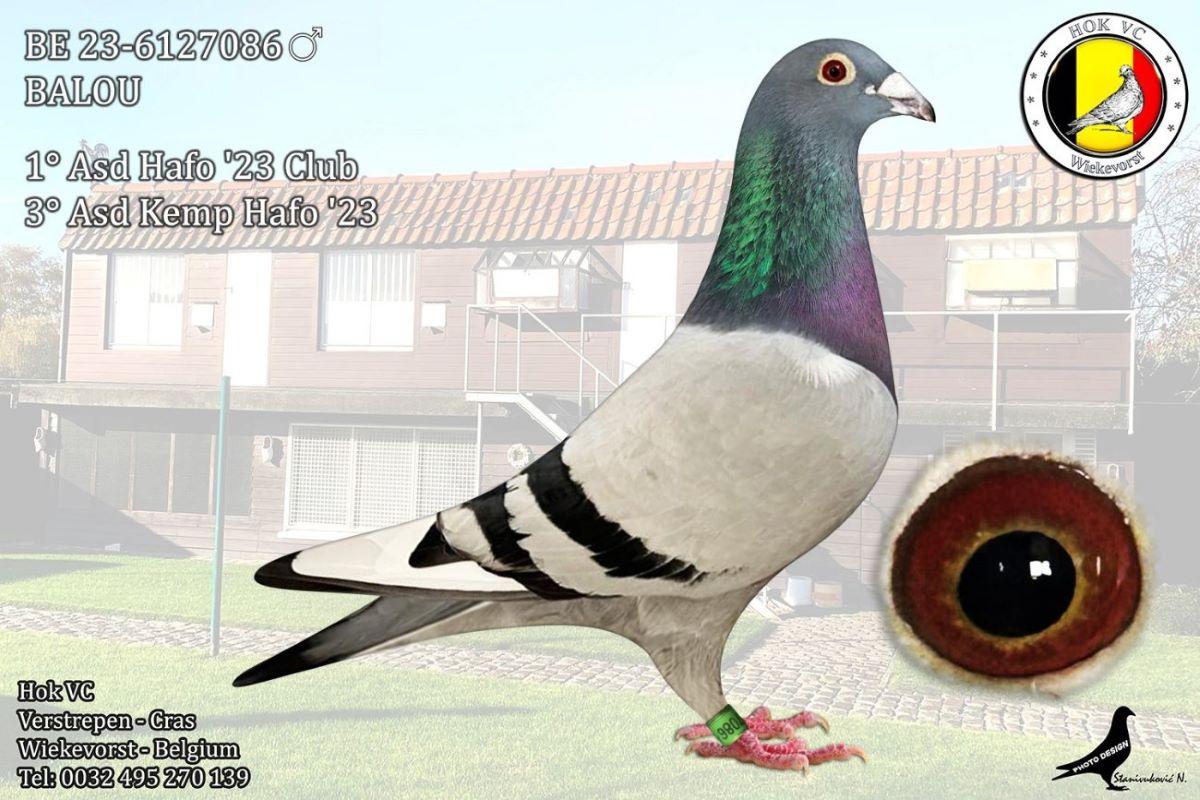 PITTS-Hok VC-PITTS-BE23-6127086 'Balou' -Foto-1