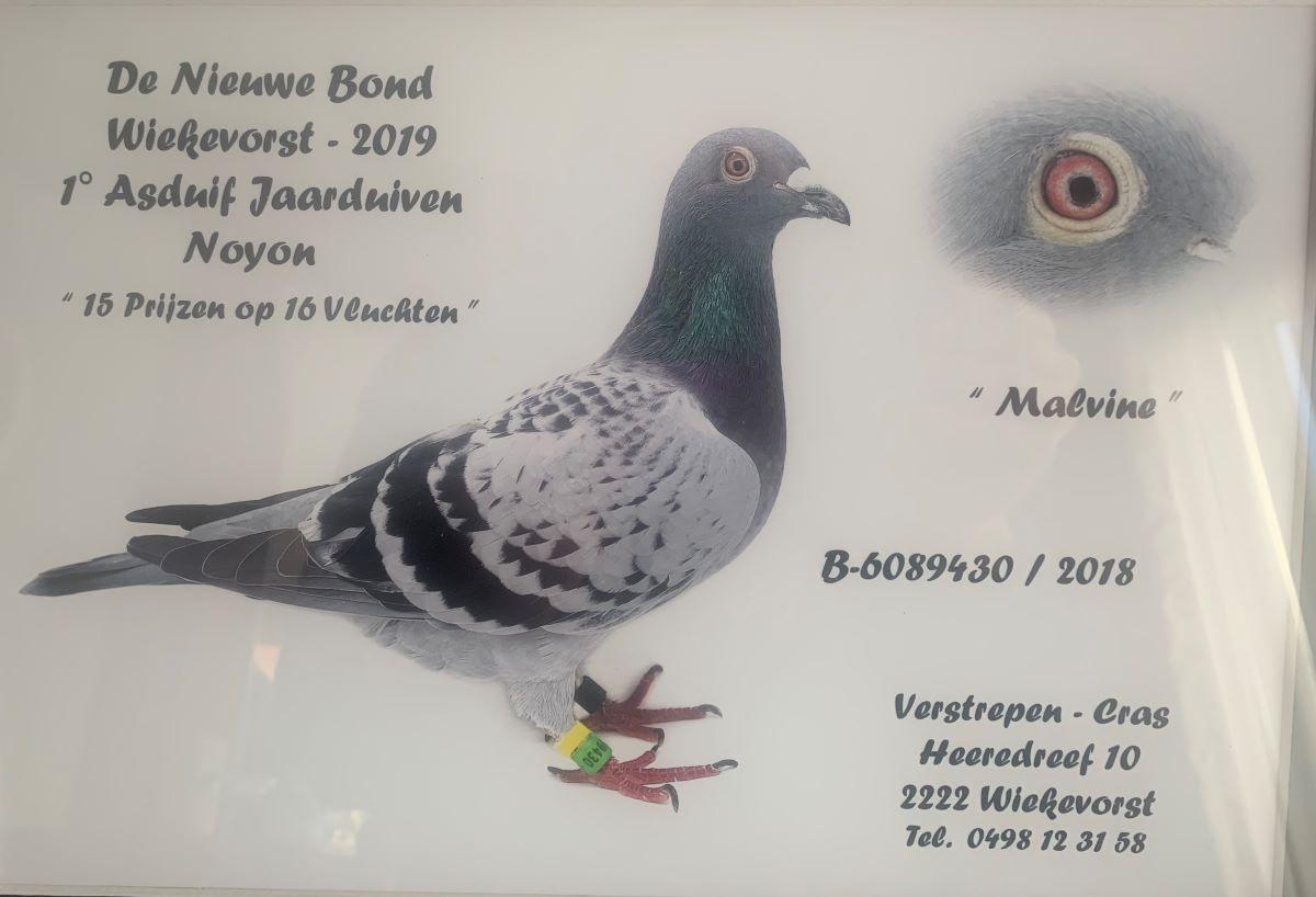 PITTS-BE18-6089430-Melvine -foto-PITTS