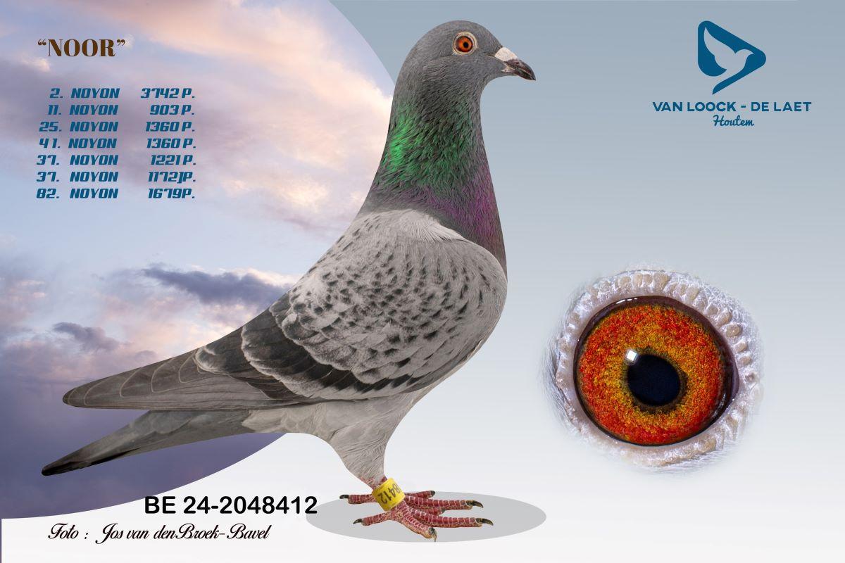 PITTS-VLoockDLaet-PITTS-BE24-2048412 'Noor'-Foto-1