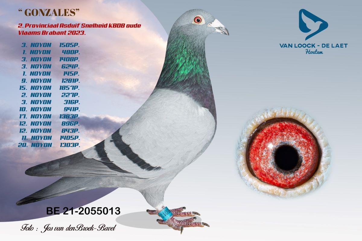 PITTS-VLoockDLaet-PITTS-BE212055013 'Gonzales' -Foto-