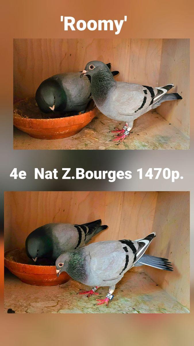 PITTS-Goeteyn Annick-PITTS-'Roomy'-Foto1