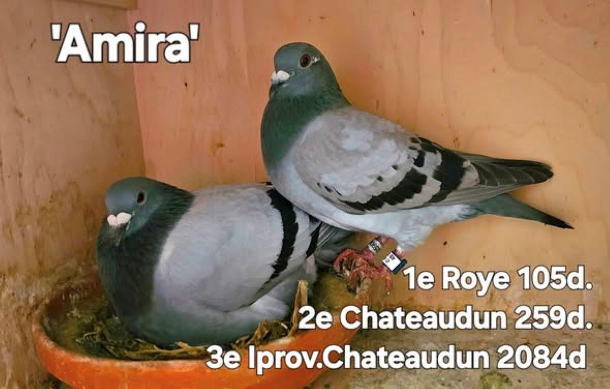 PITTS-Goeteyn Annick-PITTS-BE25-4059063 'Amira'-Foto1