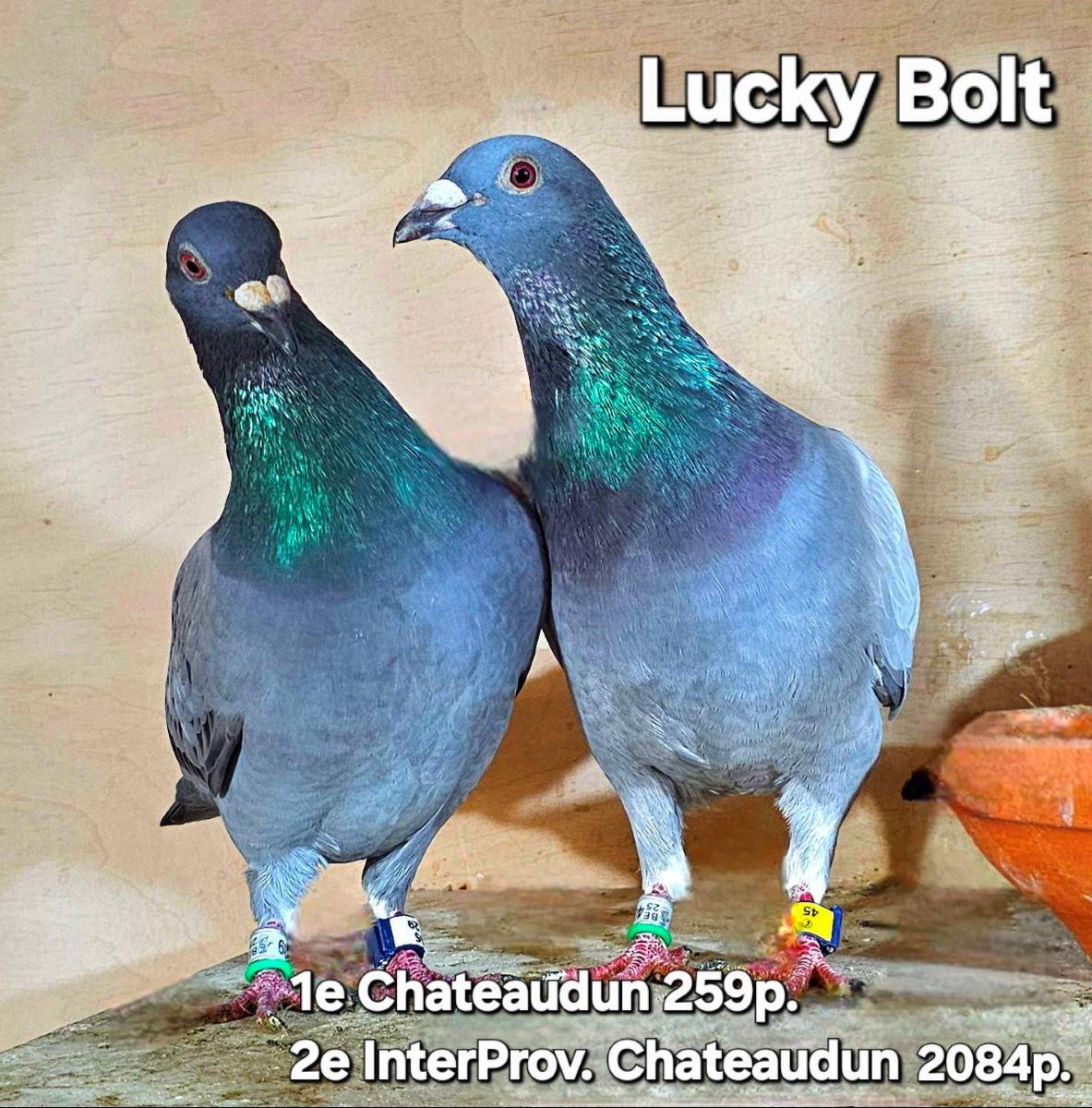 PITTS-Goeteyn Annick-PITTS-BE25-4059144 'Lucky Bolt' -Foto1