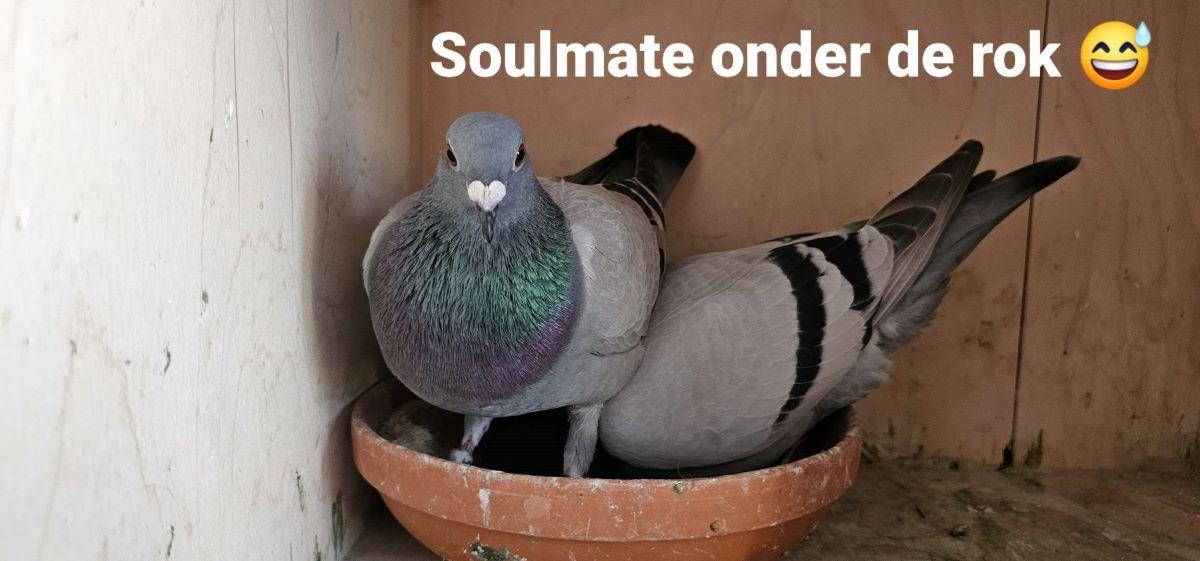 PITTS-Goeteyn Annick-PITTS-BE23-4065067 'Soulmate'-Foto1