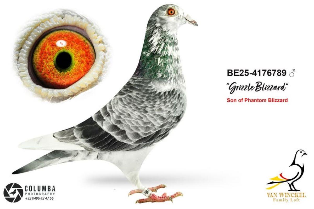 PITTS-V Winckel Family Loft-PITTS-BE25-4176789 'Grizzle Blizzard' -Foto1