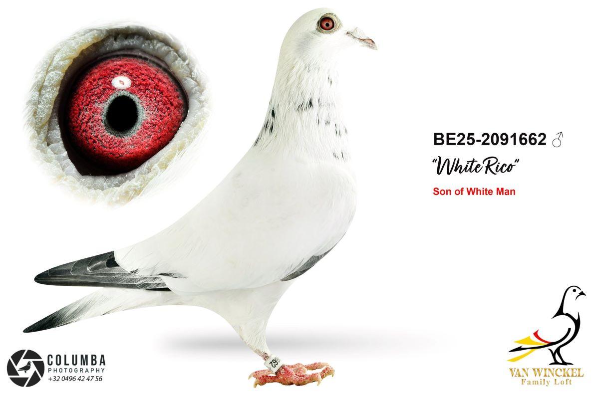 PITTS-V Winckel Family Loft-PITTS-BE25-2091662 'White Rico' -Foto1