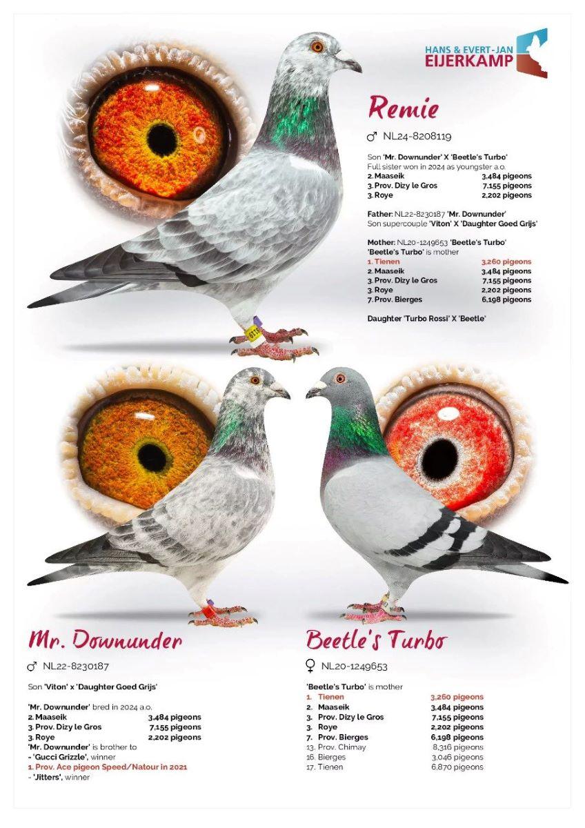 PITTS-V Winckel Family Loft-PITTS-NL24-8208119 'Remie' -pedigree