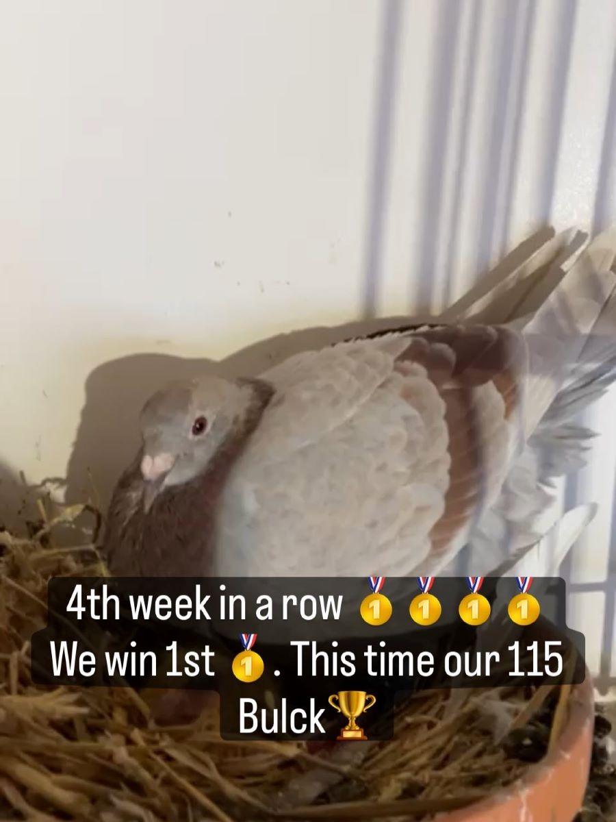 PITTS-V Winckel Family Loft-PITTS-BE25-115 'Bulck' -Foto1