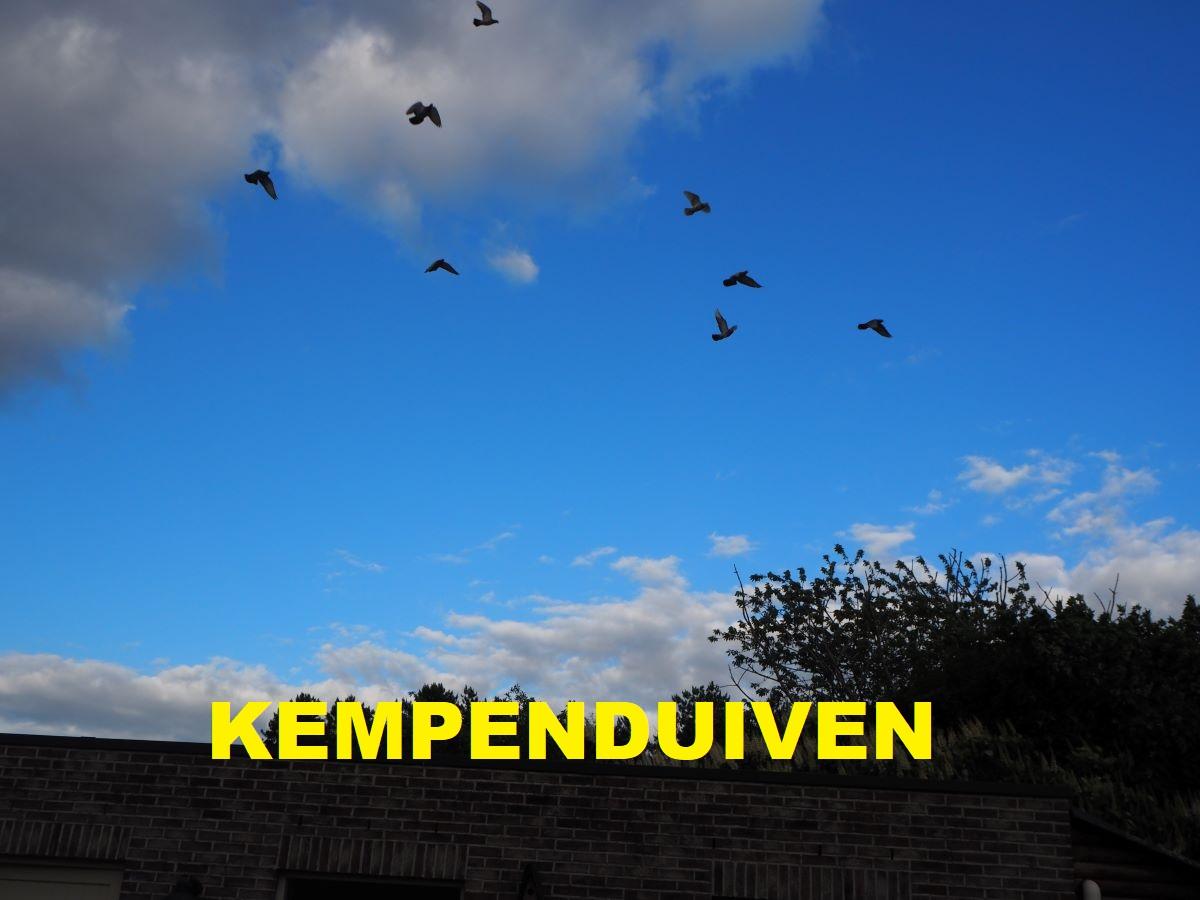 Vente aux enchères: Kempenduiven DSV Hulshout - DEEL 1