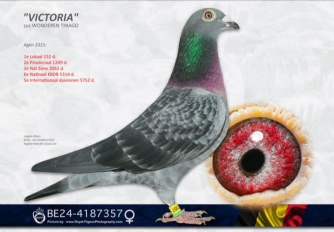 PITTS-LoggheMaes-PITTS-BE24-4187357 'Victoria' -Foto1