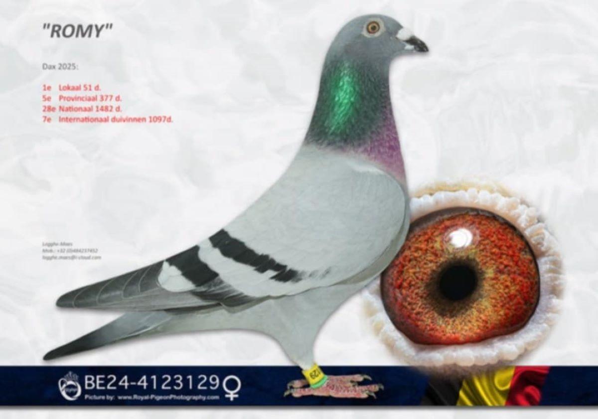 PITTS-LoggheMaes-PITTS-BE24-4123129 'Romy' -Foto1