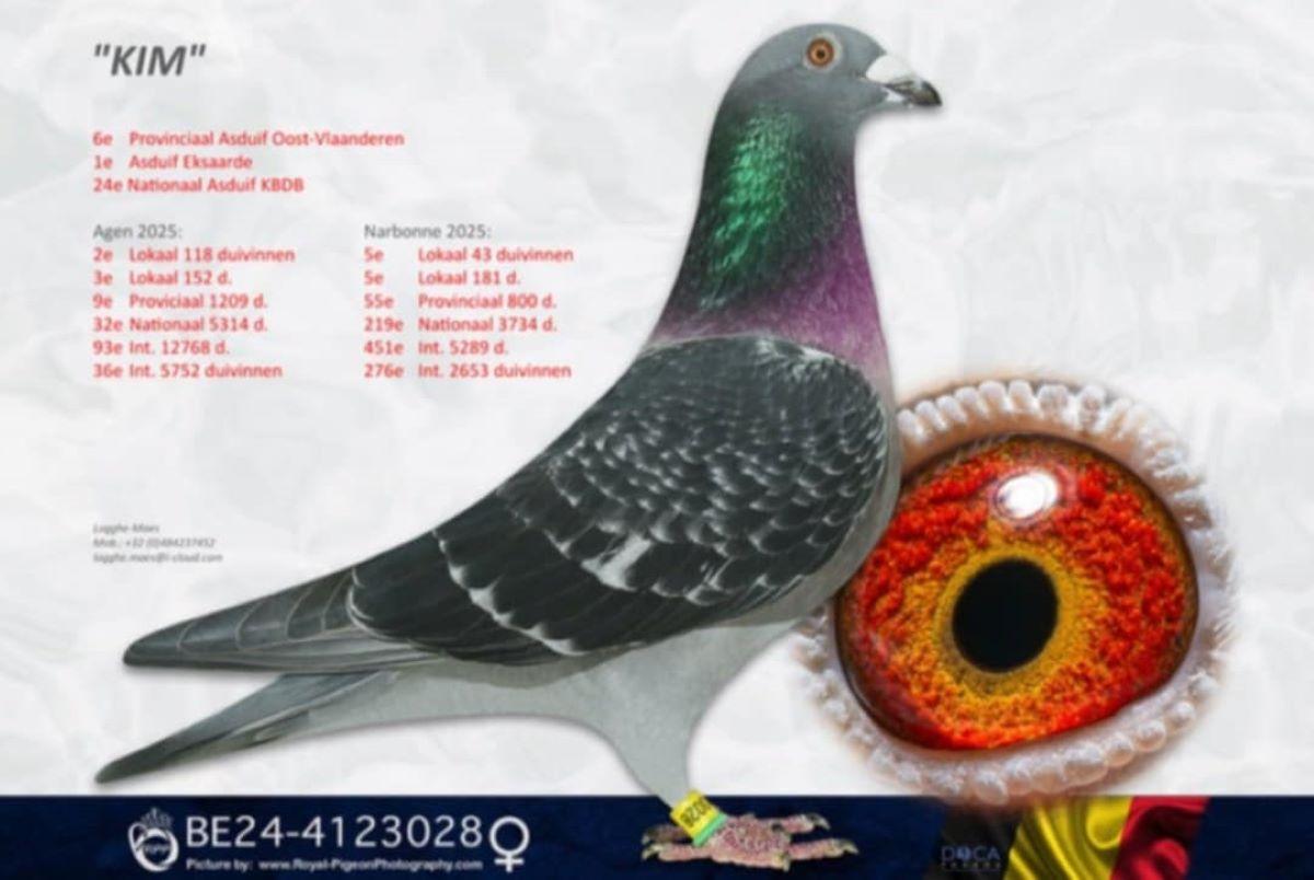 PITTS-LoggheMaes-PITTS-BE24-412308 'Kim' -Foto1