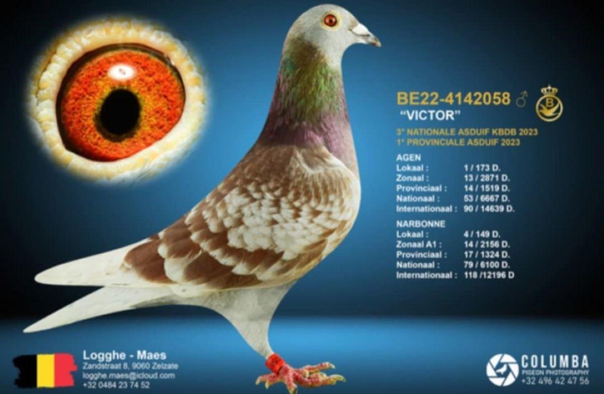 PITTS-LoggheMaes-PITTS-BE22-4142058 'Victor' -Foto1.