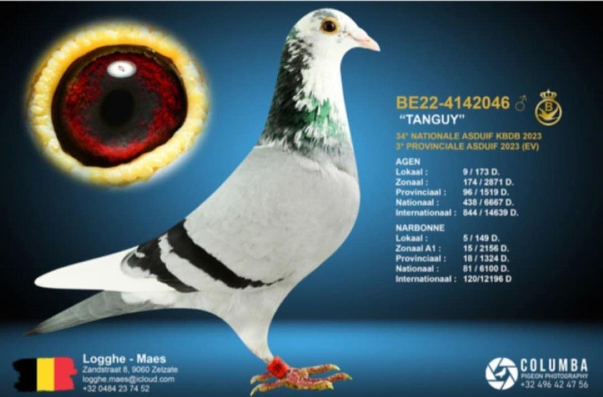 PITTS-LoggheMaes-PITTS-BE22-4142046 'Tanguy' -Foto1.