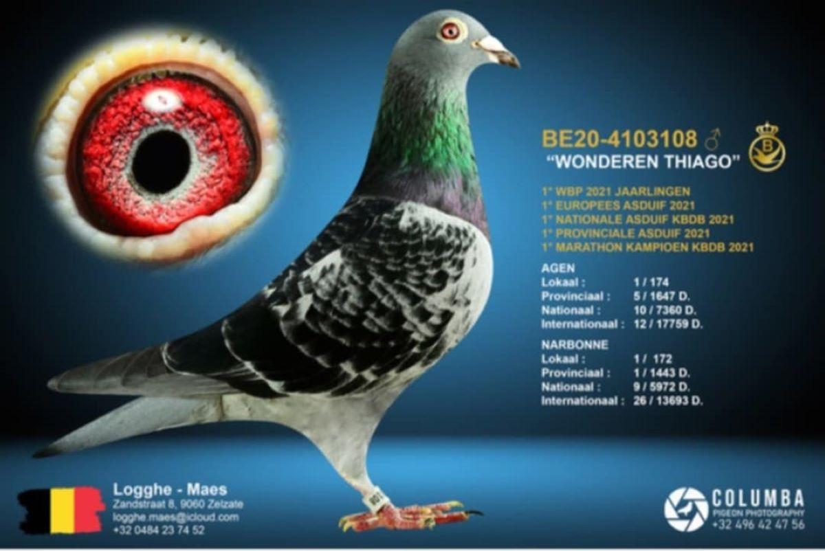 PITTS-LoggheMaes-PITTS-BE20-4103108 'Wonderen Thiago' -Foto1.