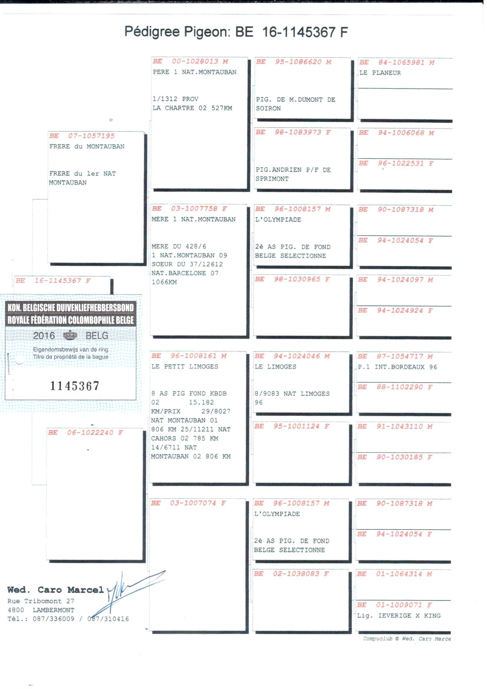 pedigree Mireille / Duif gratis bij Lot 13