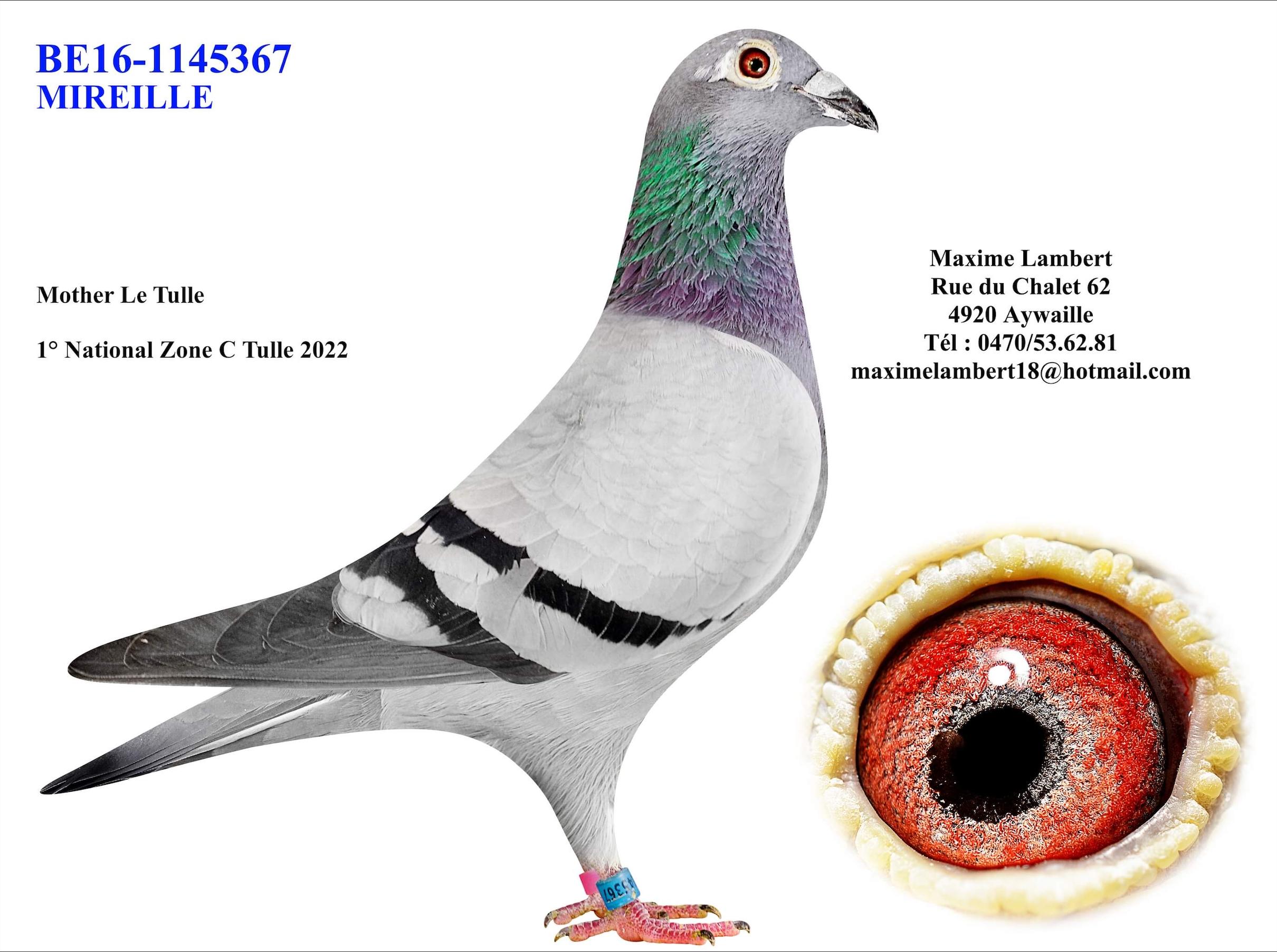 Zus "Le Tulle" : 1e Provinciaal Tulle & 1e Nat.Z.C. Tulle - Familie