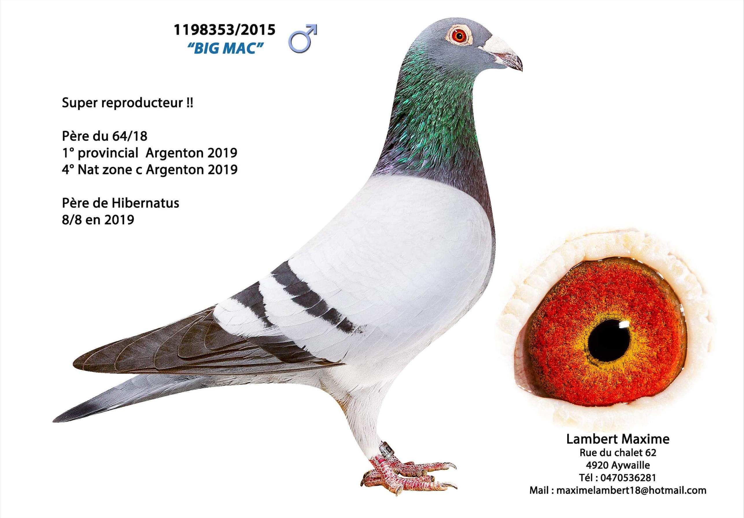 La Parfaite : Dochter uit basiskoppel Big Mac x Jackpot - Familie