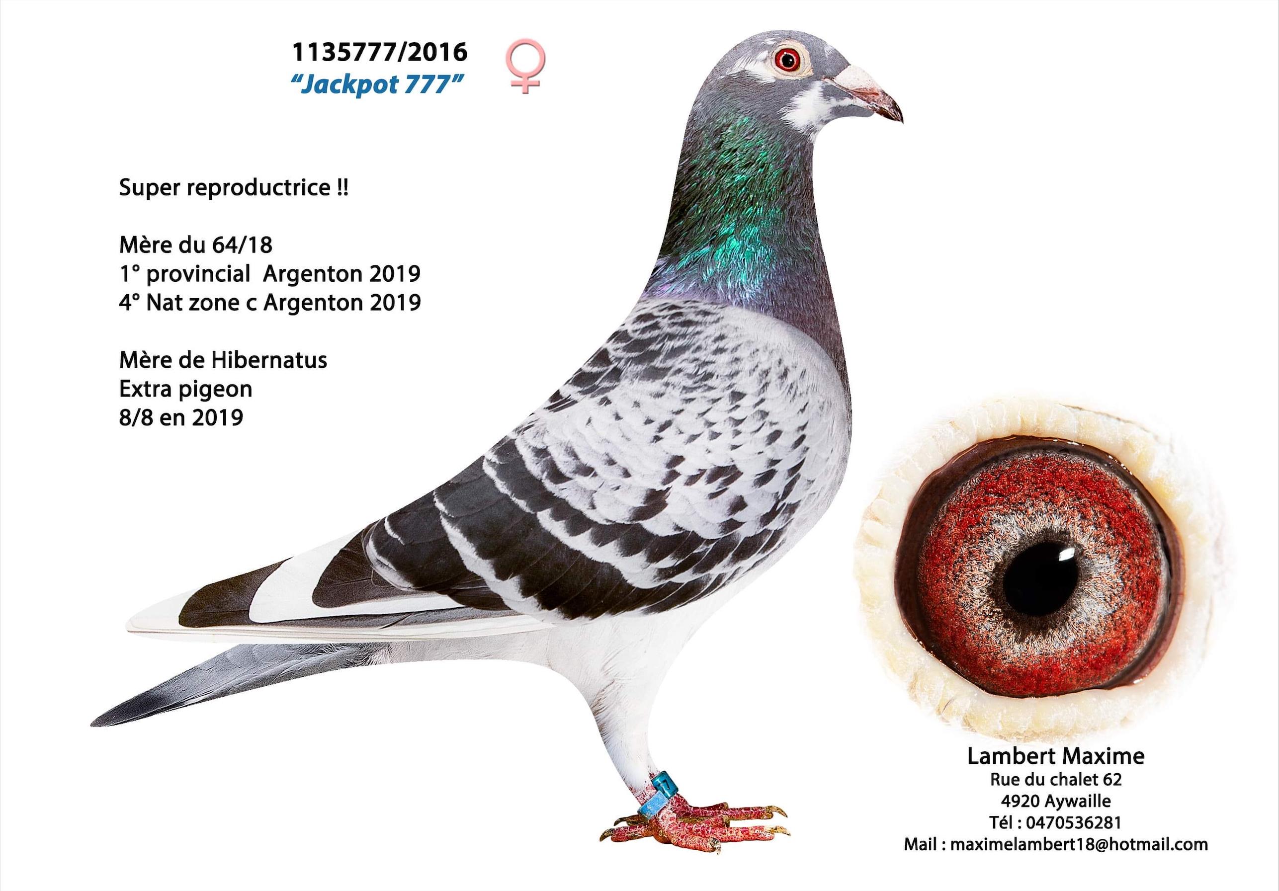 Kind Hibernatus x Jackpot (+ moeder GRATIS: Lot 2) - Familie