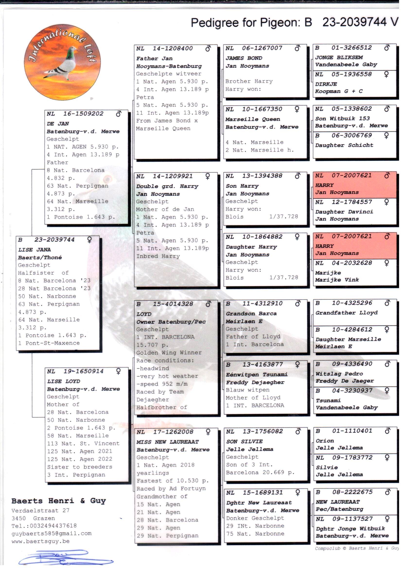 pedigree Halfbroer 1. Nat Barcelona 2025 duivinnen / 2e Nat