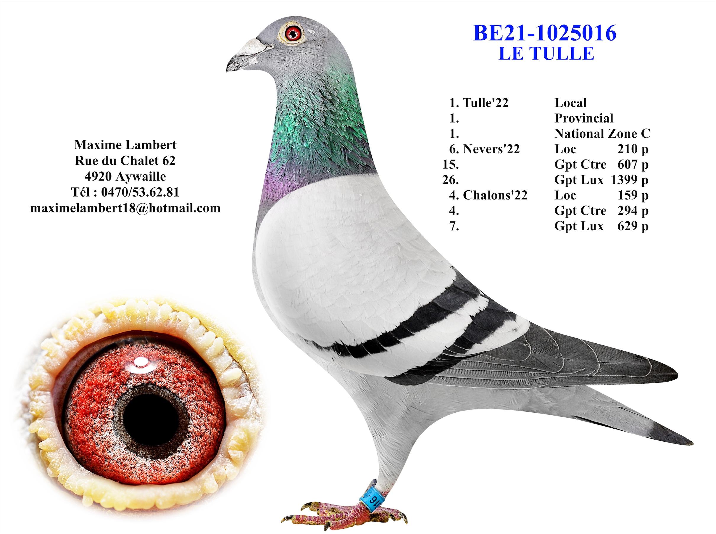 Kind "Le Tulle" :  1° Nat Z C Tulle & 1° Prov Tulle + PALMARES - Familie
