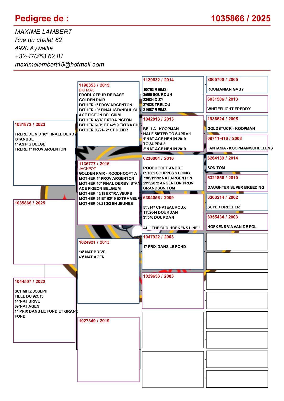 pedigree Kleinkind gouden paar "Big Mac" x "Jackpot"