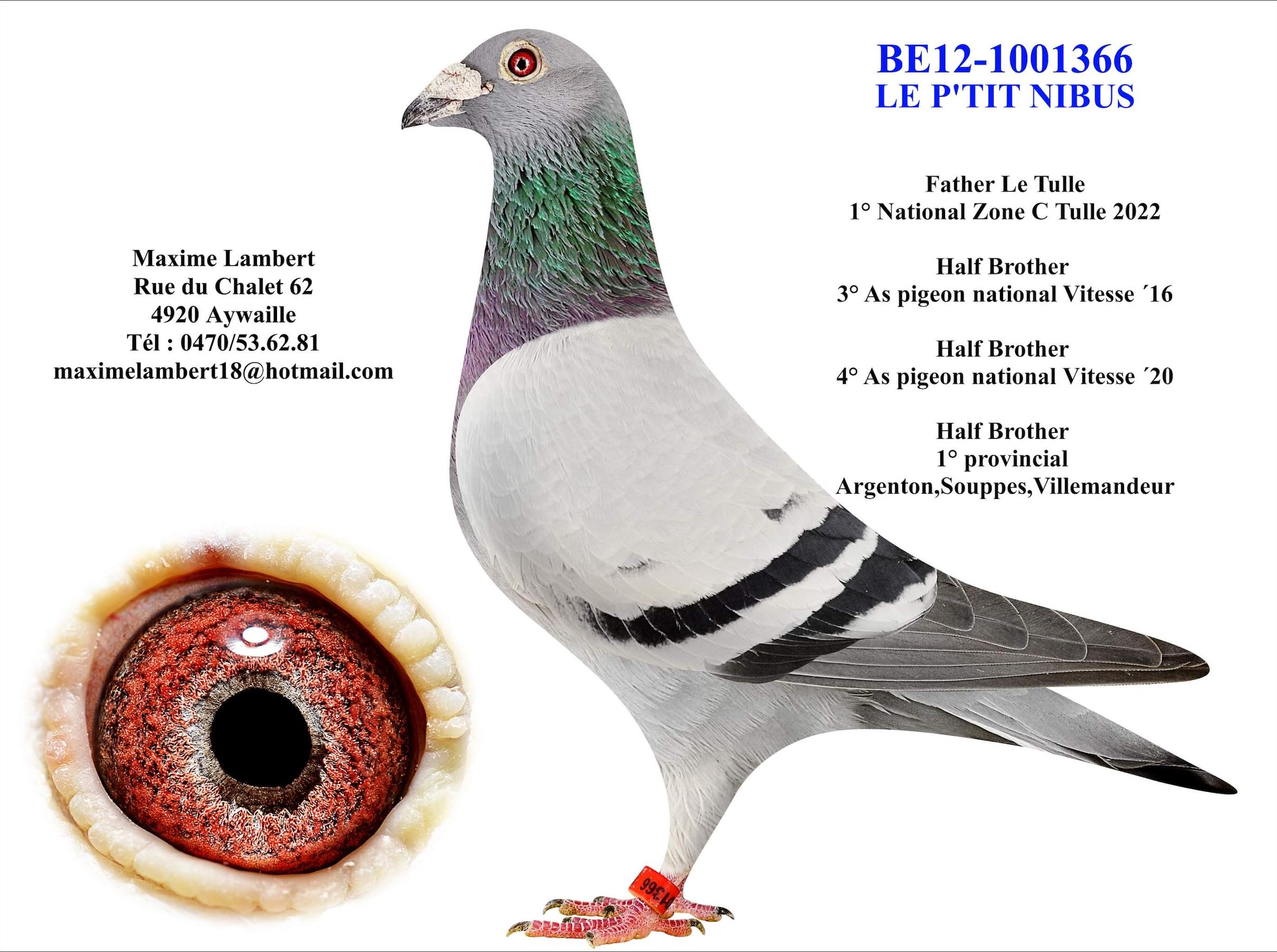 Zus "Le Tulle" : 1° Nat Z C Tulle ( + moeder GRATIS: Lot 14) - Familie