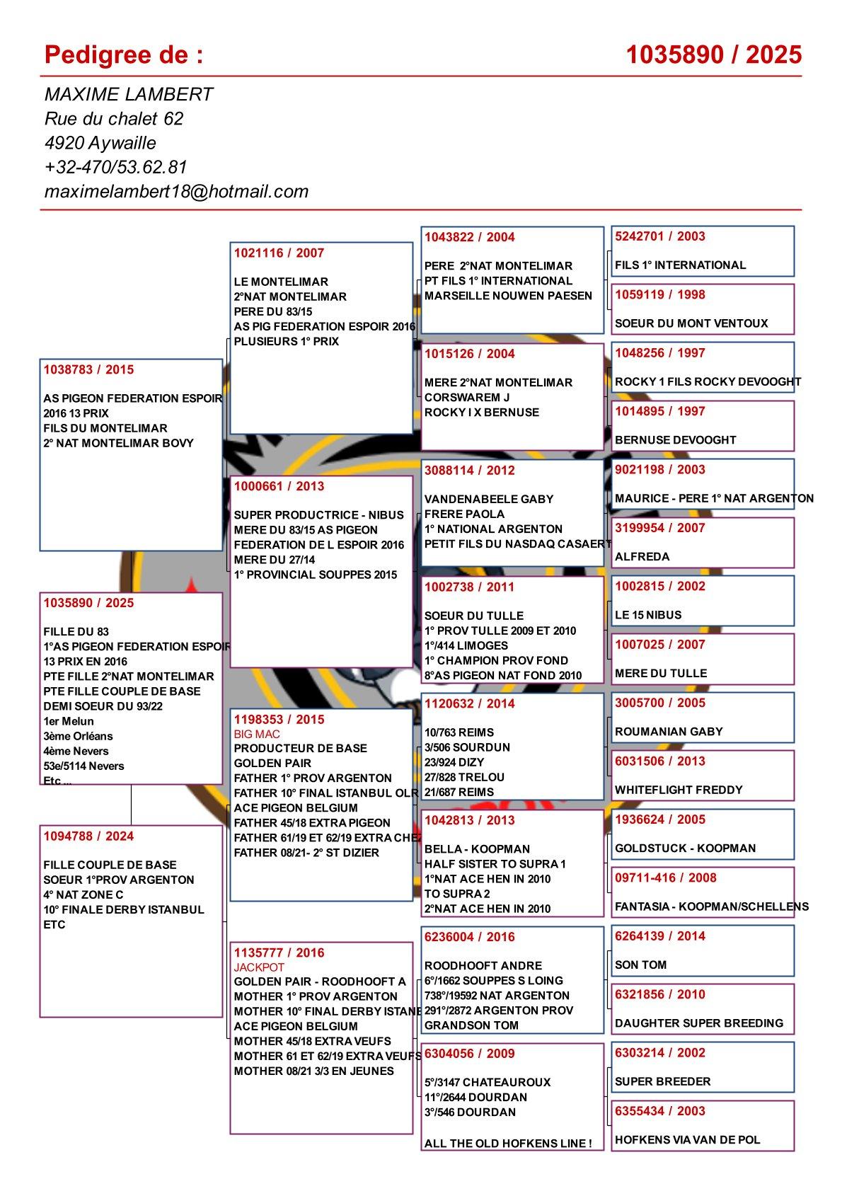 pedigree Kleinkind gouden paar "Big Mac" x "Jackpot"