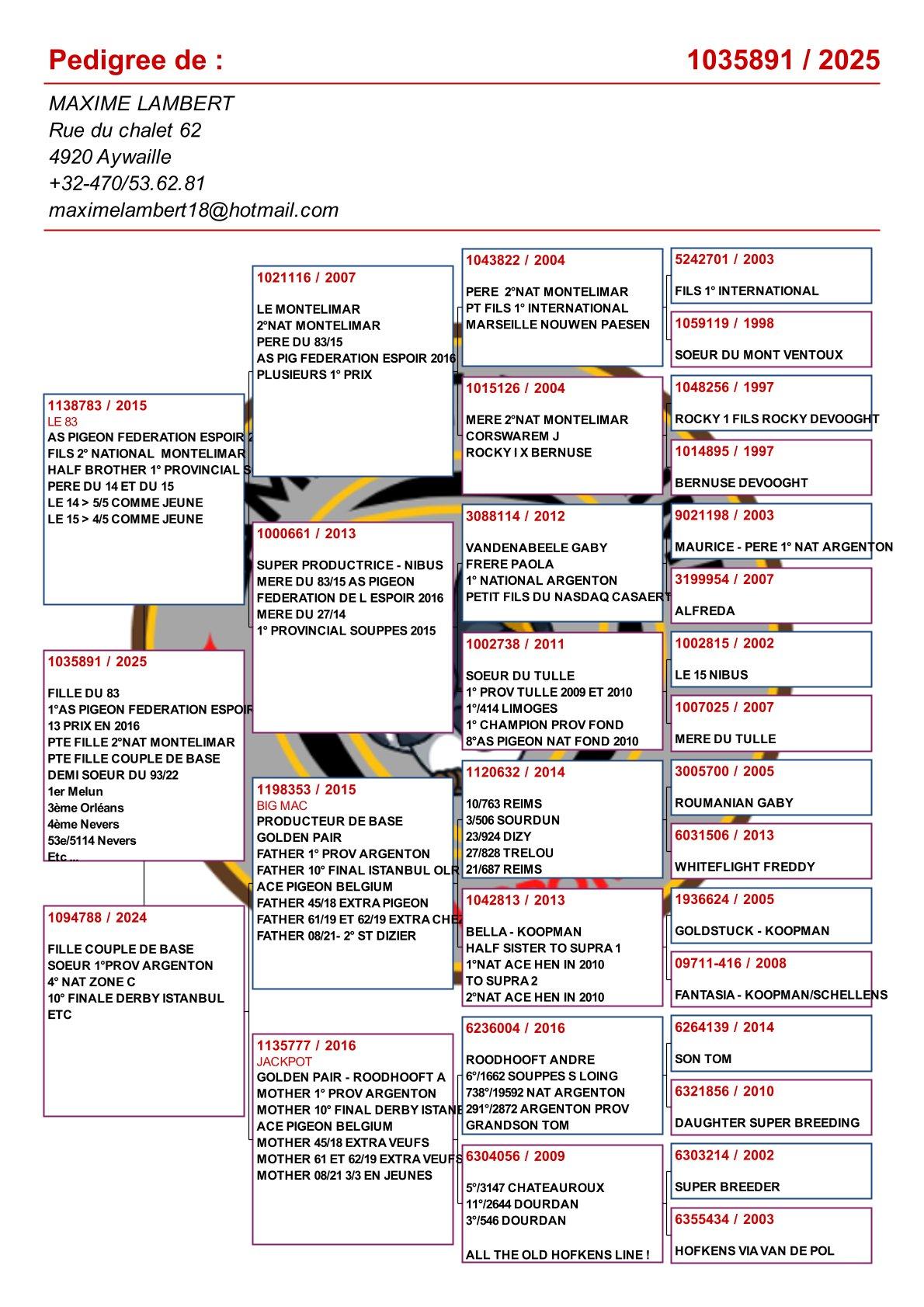 pedigree Kleinkind gouden paar "Big Mac" x "Jackpot"