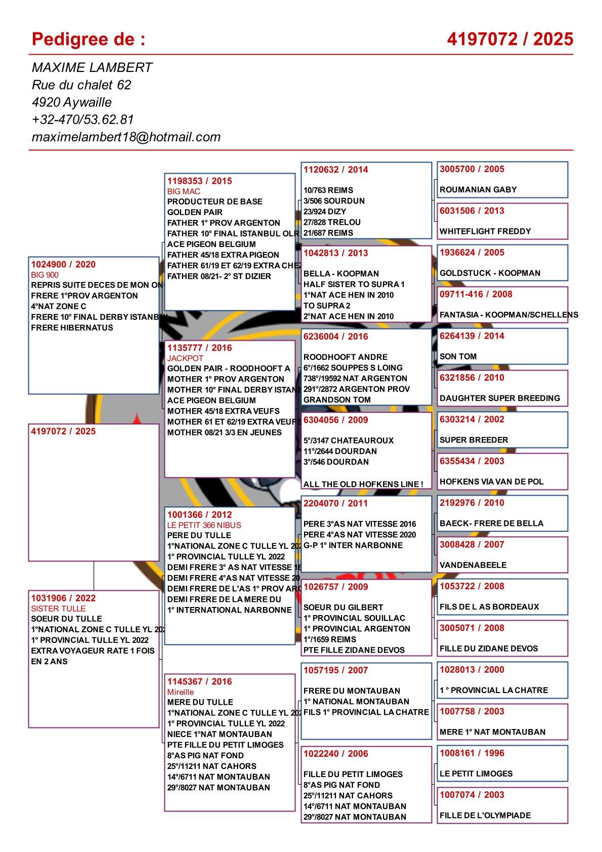 pedigree Kind uit "Big 900" x "Sister Tulle"
