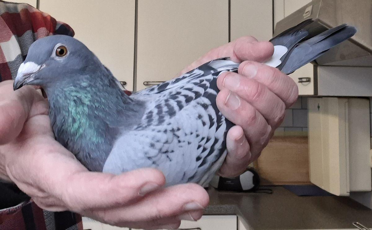 JANSSENS EDDY Geschelpte witpen 25 (zie pedigree)