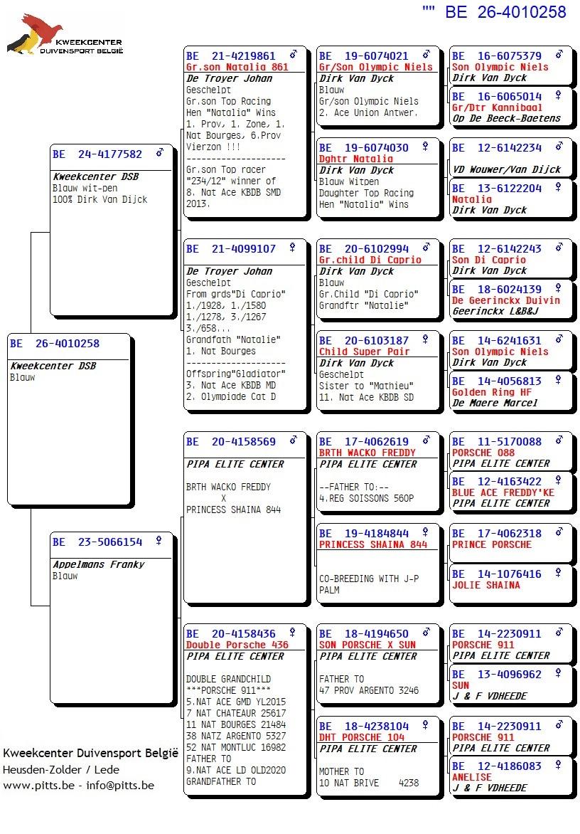 pedigree 258 - Van Dijck x Porsche-lijn