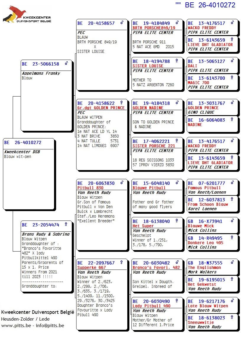 pedigree 272 - Porsche-lijn Appelmans x Brans