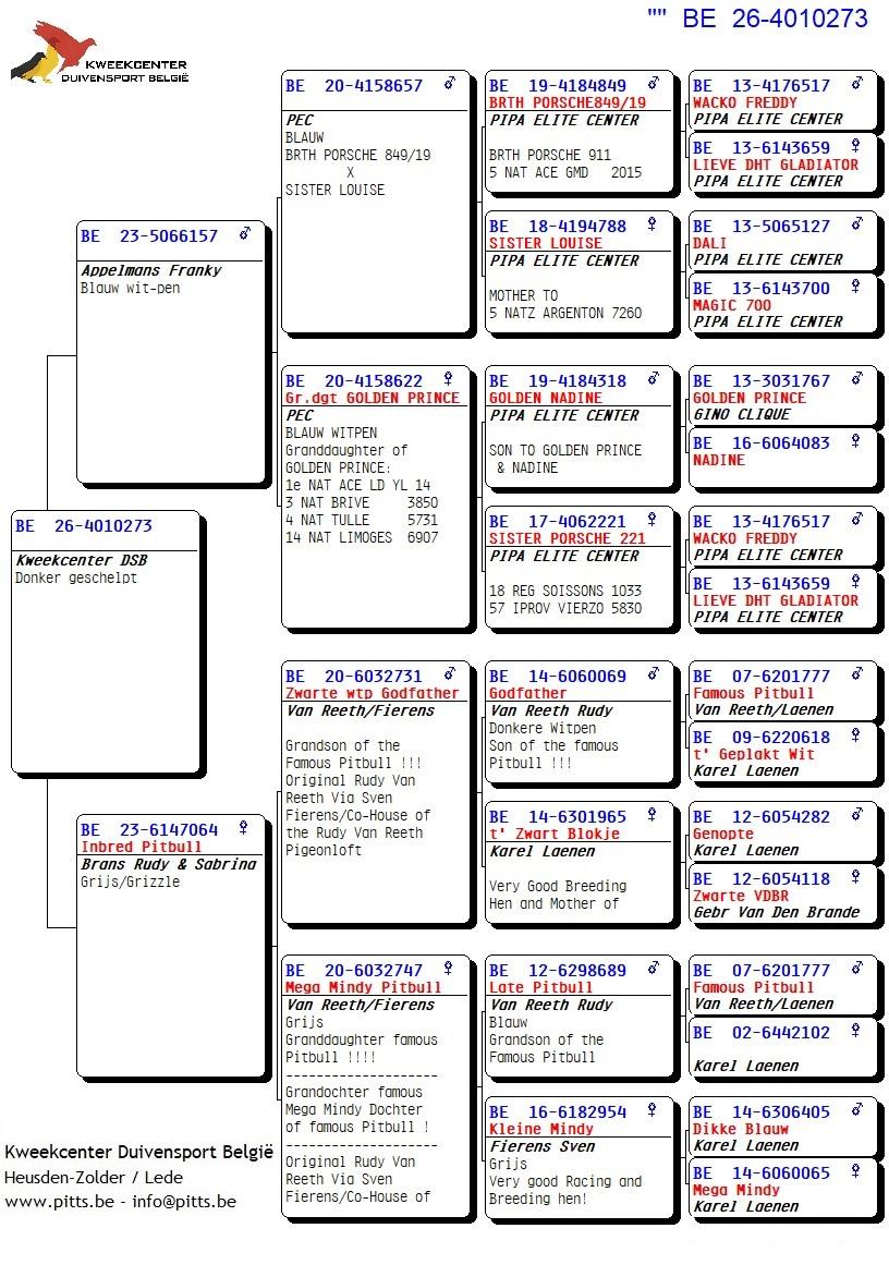 pedigree 273 - Porsche-lijn Appelmans x Brans