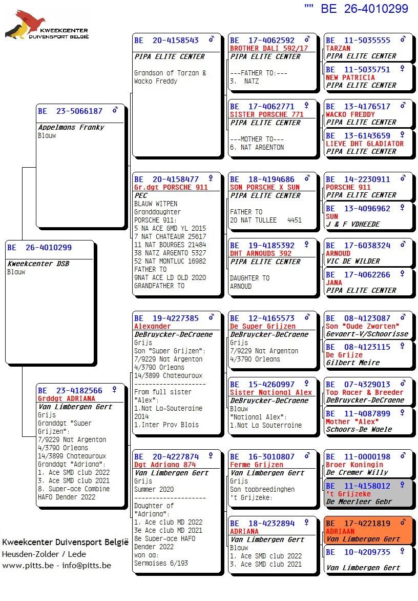 pedigree 299 - Porsche-lijn Appelmans x Van Limbergen