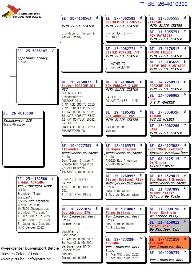 pedigree 300 - Porsche-lijn Appelmans x Van Limbergen