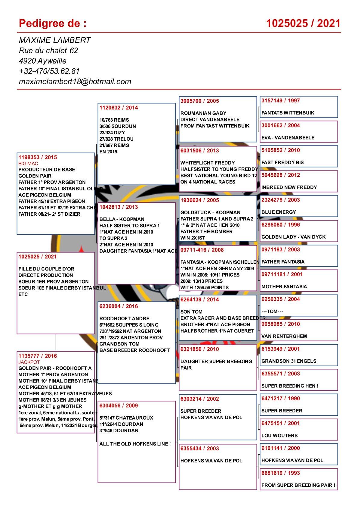 pedigree Dochter uit het gouden paar “Big Mac” x “Jackpot”