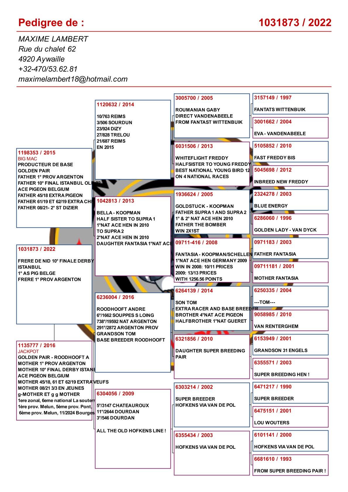 pedigree Zoon uit het gouden paar “Big Mac” x “Jackpot”