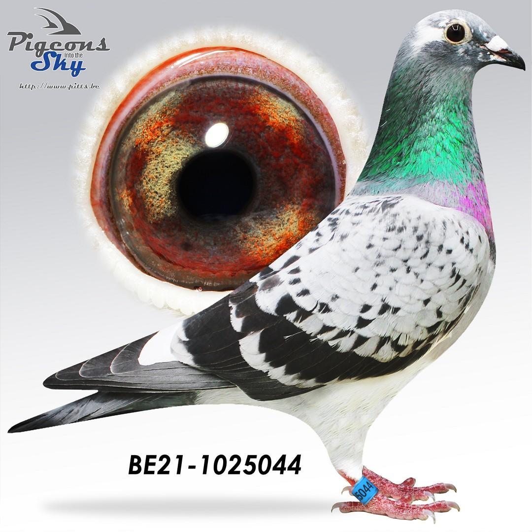 Kind Hibernatus x Jackpot (+ moeder GRATIS: Lot 2)