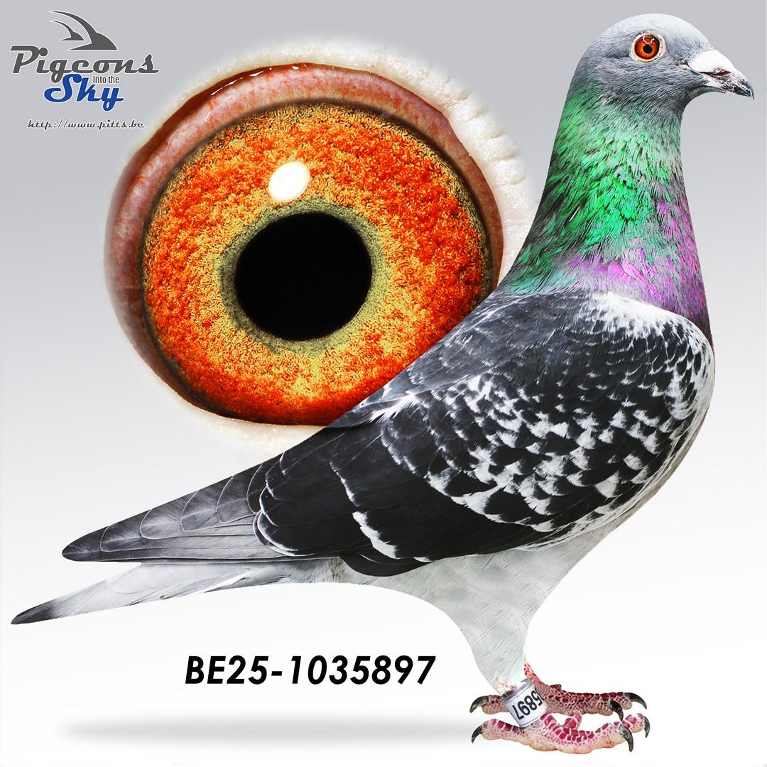 Zoon 1e Nat.Z.C. Bourges 2347d. & 16e Nat.Bourges 23195d. (+ moeder GRATIS Lot 31)