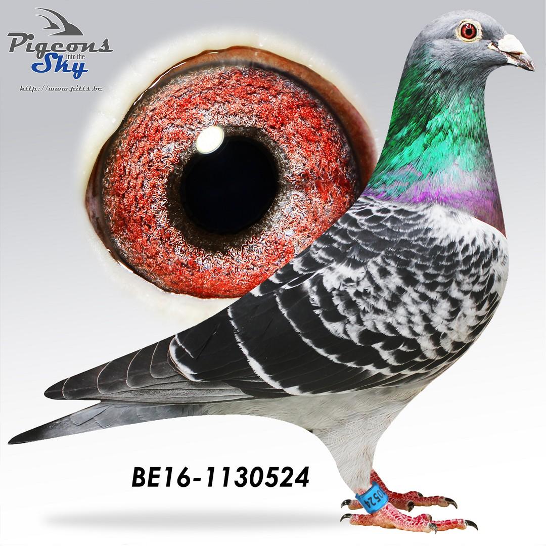 Golden 24 / Duif gratis bij Lot 30